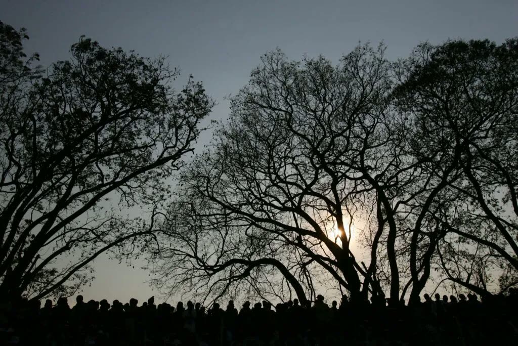 A crowd silhouetted under trees at dusk.